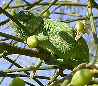 Common Chamaeleon  - Cameleo cameleon © John Muddeman